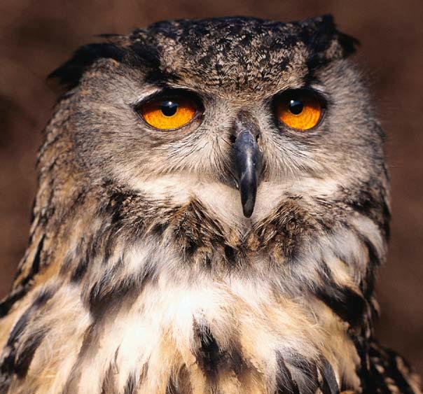 . Owls drop down on their prey and snatch it up in their claws. Some kinds. of owls eat small birds, mice, or insects. Other owls can catch fish or crabs. in shallow water.