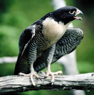 The peregrine falcon usually eats prey that it catches in midair. Vultures You might be surprised to know that vultures are also birds of prey.