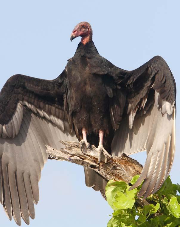 Turkey vulture Do You Know? Eagles, hawks, and some other birds of prey with large wingspans can soar on top of warm air masses.