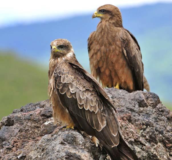 Glossary Black kites predator. prey. scavenger..an animal that catches and eats other animals. (p. 15).an animal that is hunted and eaten by another animal (p. 4).