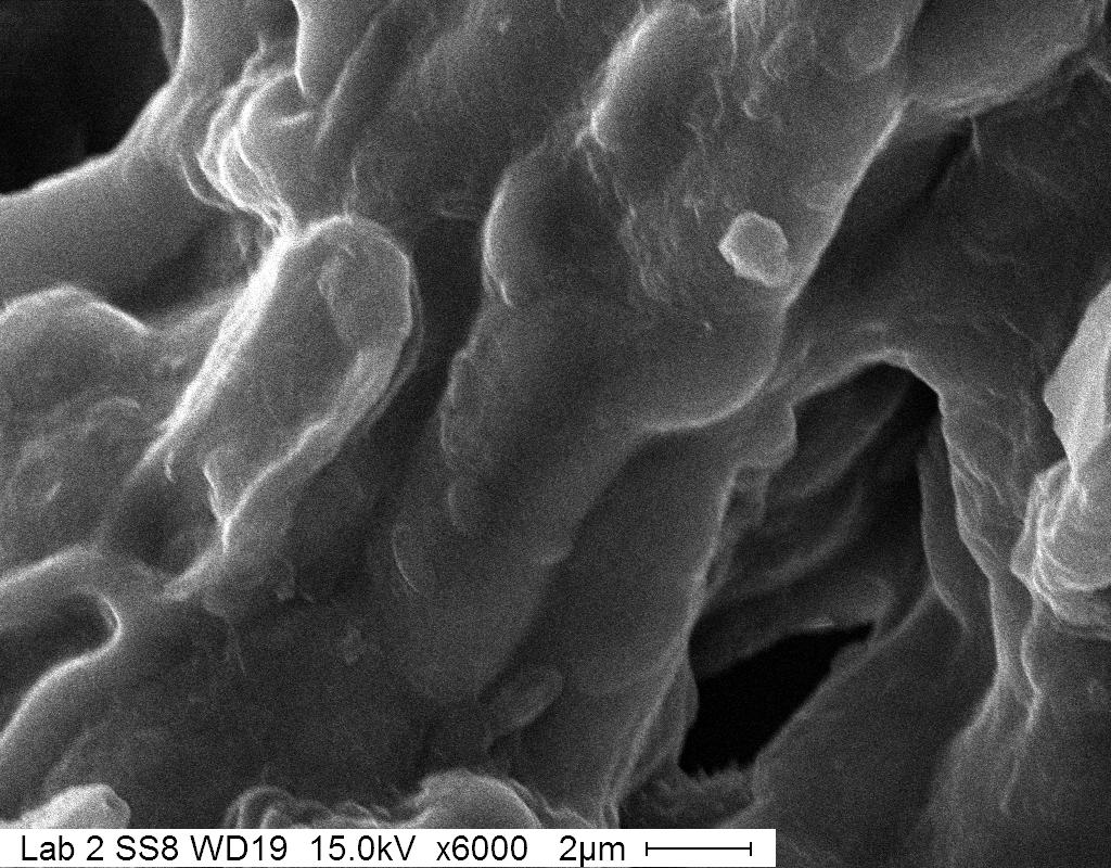 Figure 2. SEM micrograph of sputter coated lichen.