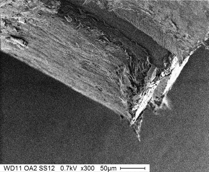 A B Figure 7. Scanning electron micrographs of uncoated biological samples to illustrate the impact of accelerating voltage on image quality. A) An accelerating voltage of 0.