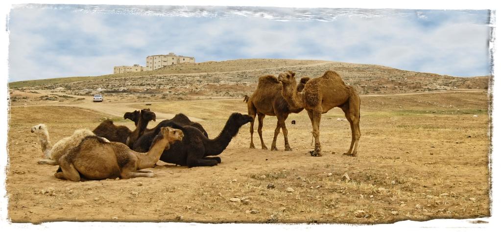 2 nd Kings Collision Course To Captivity Camels at the ruins of Ramoth Gildead Now it happened, when the king heard the words of the Book of the Law, that he tore his clothes.