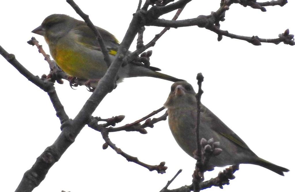 Greenfinch Chloris chloris Out on the shoreline overlooking Chichester Harbour the wind became ever stronger, though not seemingly affecting a