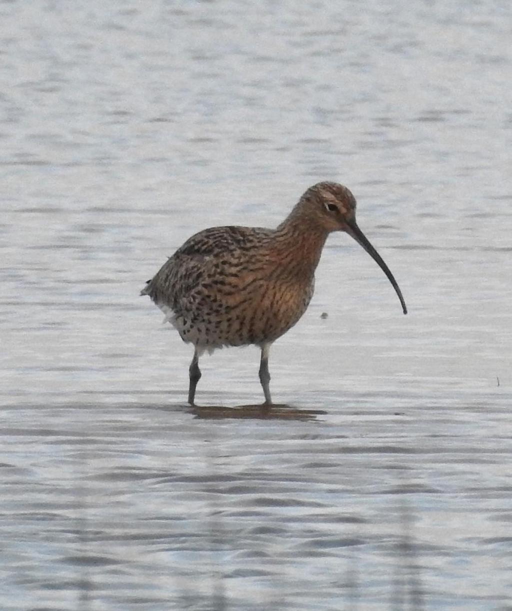 Curlew Numenius arquata The uncovered creeks inland of the points held single Little Egret, Curlew and Redshank and a family party of Dark-bellied Brent, House