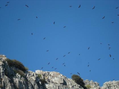 Birding in Malaga and the Costa del Sol For