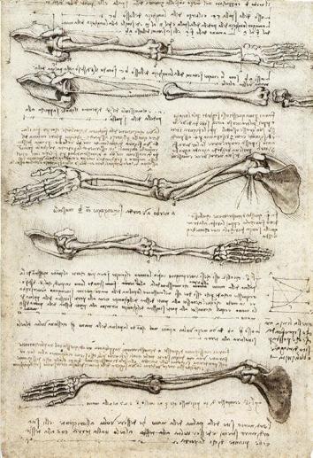 Renaissance A Long and Varied Role: anatomical studies