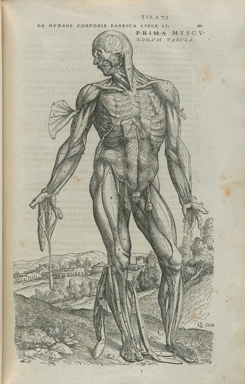 Andreas Vesalius De corporis humani fabrica libri septem An anatomical ecorche print from 1555 depicting the dissection of human form.