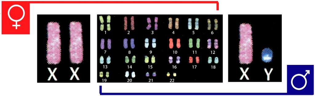 Genetic markers of inheritance sex chromosomes