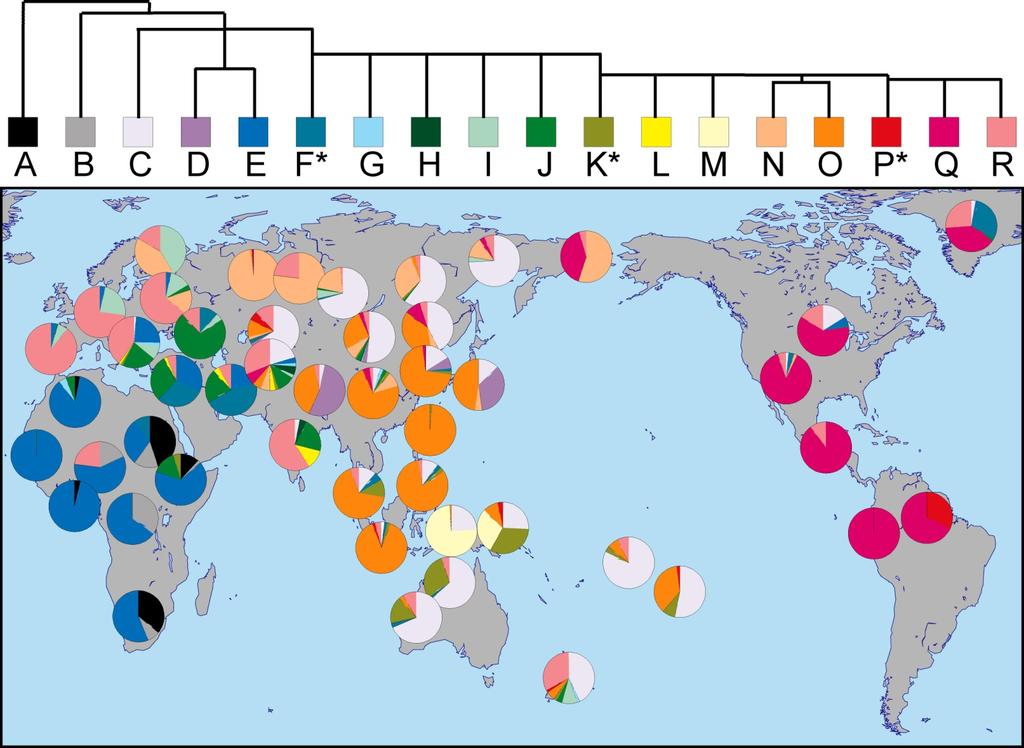 The major haplogroups