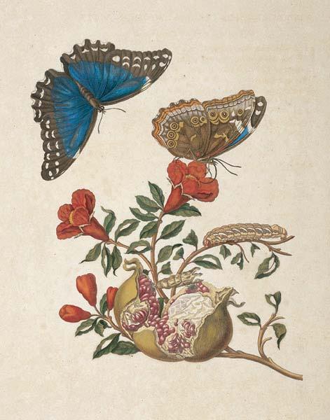 Fig. 5 (above and following pages). Maria Sibyulla Merian (German, 1647-1717), Pomegranate. Color engraving, 53.3 X 37.8 cm (21 X 14 7/8 in.