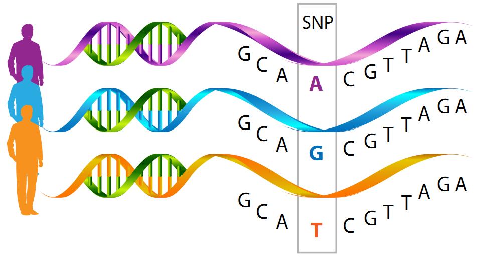 34 Hình 1.9. Hình ảnh minh họa hiện tƣợng đa hình thái đơn nucleotid SNP (Nguồn: http://biogeniq.