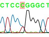 Mẫu mang kiểu gen TT gồm một băng DNA có kích thước 340 bp (giếng 6, 8).