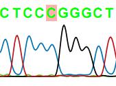 Mẫu mang kiểu gen CC gồm 2 băng DNA có kích thước 200 bp và 140 bp (giếng 1, 2, 3, 5, 7).