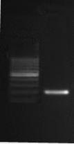89G của gen CYP1A1 M ĐC 1 2 3 4 