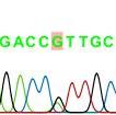 Mẫu mang kiểu gen AA gồm 2 băng DNA có kích thước 149 bp và 55 bp (giếng 1, 6) (Hình 3.