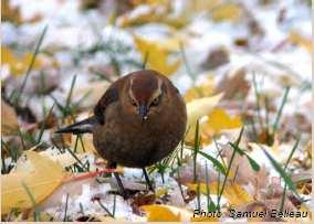 The Rusty Blackbird has received much attention in the last decade because of widespread