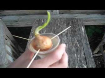 in a glass jar. Potato plant by cutting a potato slice with eyes and growing it in soil.