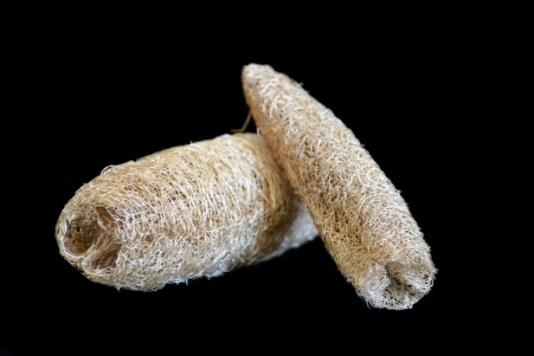 Sapo (2) The natural luffa plants in Sierra Leone produce numerous pods, which are harvested to be used as efficient and