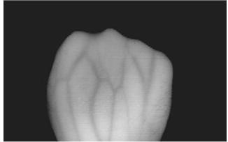 The intensity of IR source is attenuated by the use of diffusing paper and it helps for obtaining an equally distributed illumination on the hand area.