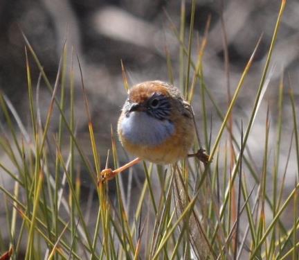 We then leave the picturesque Flinders Ranges and drive south, through the historic copper mining township of Burra, and search Bluebush plains for Redthroat, Blackeared Cuckoo, Brown & Rufous