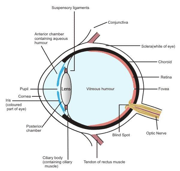 Figure 1: Cross section of a human eye Human Eye In Fig 1 is shown a cross-section of human eye.