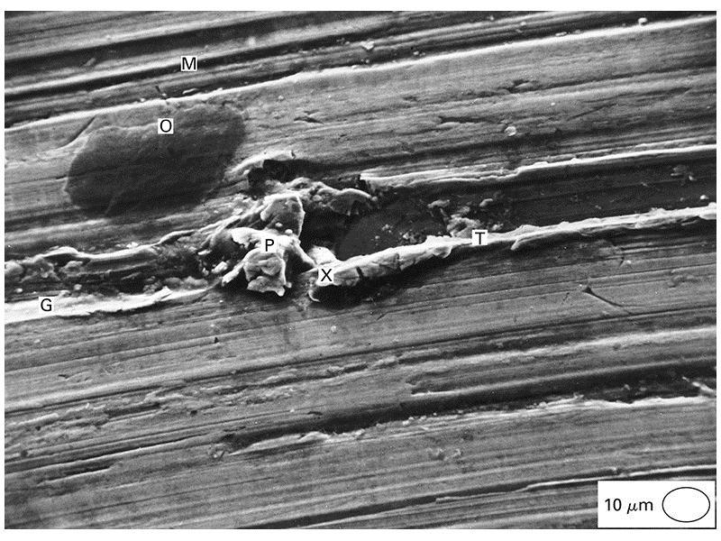 Plowing FIGURE 28-8 SEM micrograph of a ground steel surface showing a plowed track (T) in the middle and a machined track (M) above.