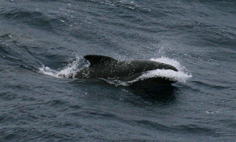 Identified cetacean species were Atlantic white-sided dolphin (Lagenorhincus acutus) and long-finned pilot whale (Globicephala melas).