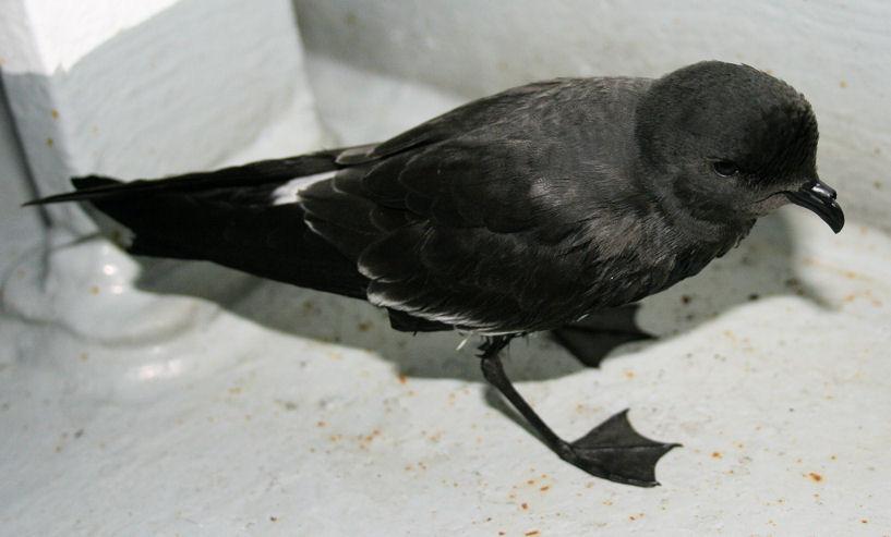 Four bird species were recorded: Northern Gannet (Morus bassanus), Manx Shearwater (Puffinus puffinus), Storm Petrel (Hydrobates pelagicus) and an unidentified tern species.