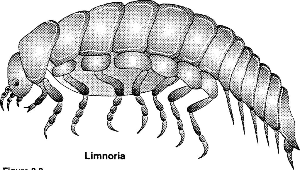 Other species such as Chelura and Sphueromu are as widely distributed but not as plentiful as limnoria and do much less damage.