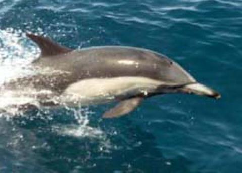 MARINE MAMMALS PROTECTION (MMP) EIA Previus Reprt N injury t marine life Cnduct survey taking guidance frm JNCC guidelines fr marine mammals / prtected species Pre-watch bservatin