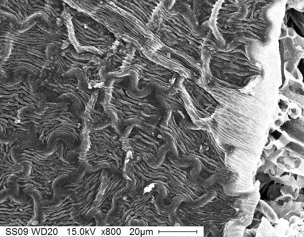 Figure 7: Scanning Electron micrograph of a critical dried leaf section for comparison on drying methods.