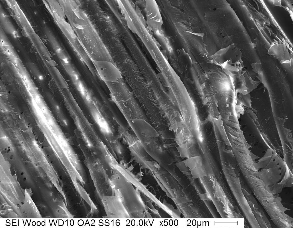 Figure 10a: BEI of a wood with salt crystals for comparison of BEI to SEI. Image was taken at a working distance of 10mm and an aperture of 2.