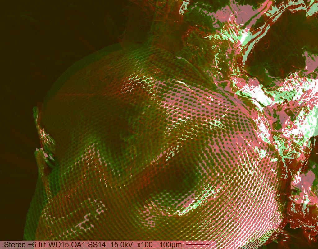24 Figure 14: Merged red-green image of a wasp head to create a stereoimage. Image was taken at a working distance of 15mm and an aperture of 1.