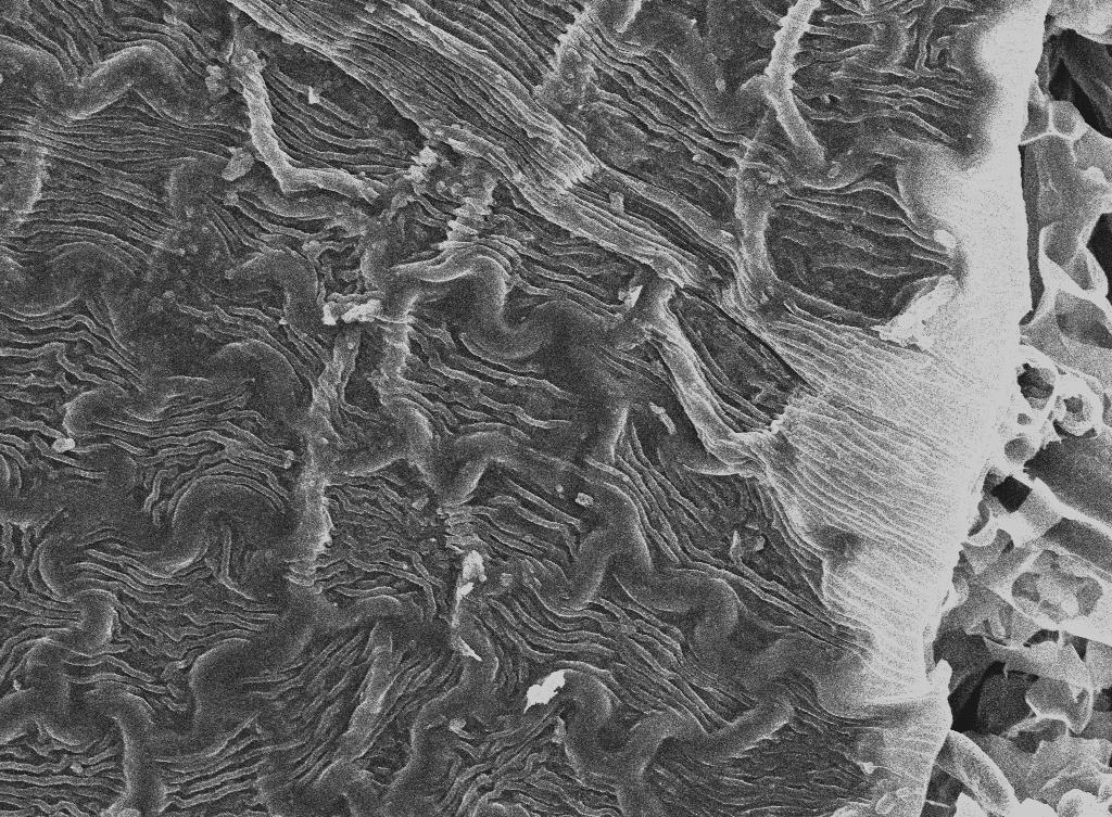 Figure 1: Scanning Electron micrograph of a critical dried leaf section for comparison on drying methods.