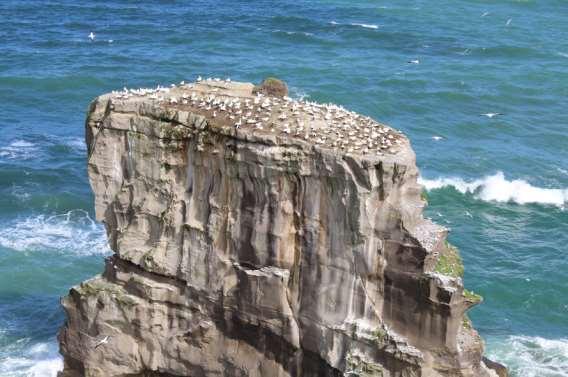 Population status and trends of selected seabirds in northern New Zealand Photograph