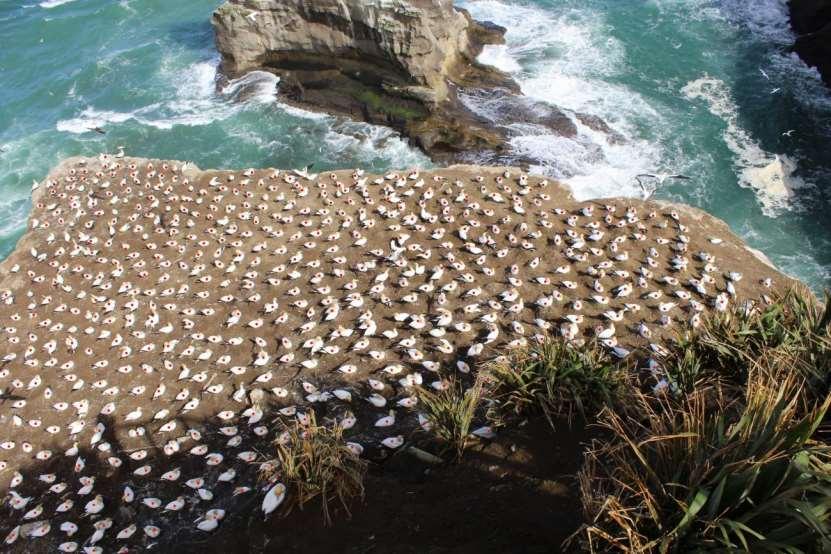 Part of the gannet colony at Otakamiro Point, Muriwai, October