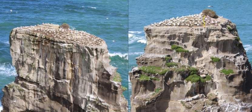 Two views of Motutara Rock, Muriwai, October 2016, showing nesting gannets (marked) and the line of division (yellow) between those counted on