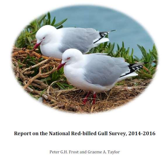 Conservation status of the red-billed gull downgraded to Nationally Vulnerable, with a predicted decline of 50-70% over the next 30 years under present conditions.