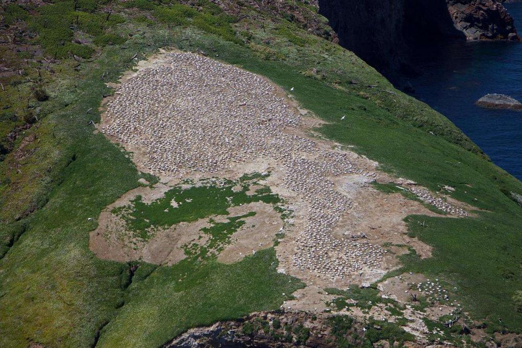 White I, Otaketake gannet colony (3195 nests, November 2015) Note the