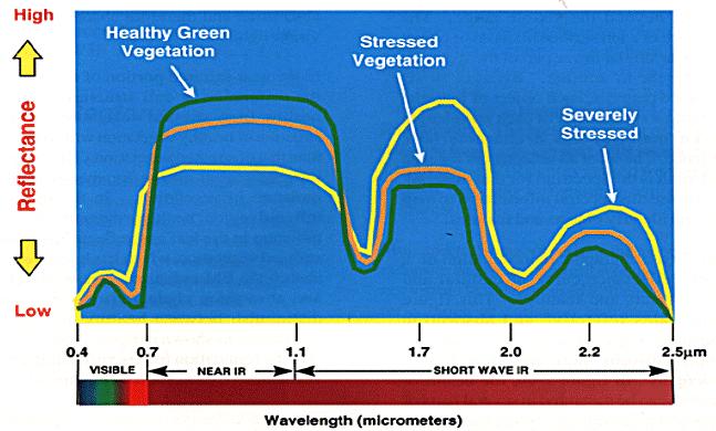 Vegetation Spectral