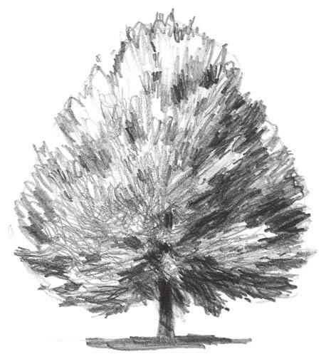 51) Must-Have Materials Graphite pencil Drawing board Drawing paper Kneaded eraser 1 Sketch the Basic Shape Start with the basic overall shape of the tree.