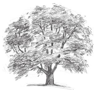 Even if the branches are not visible in the final drawing, sketching them will help you understand both the structure of the tree and the placement of the leaves.