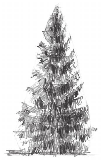 Evergreen Trees MINI DEMONSTRATION Use the same basic steps to draw evergreens as you would use to draw leafy trees. When drawing a tree, examine the subject closely to capture its uniqueness.