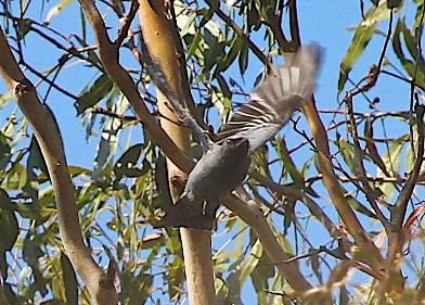 There is a private block near the town of Clunes that has a very impressive bird list and we visited many times during the year.