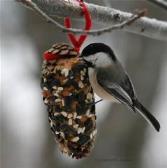 Winter Science Activities Winter Bird Feeder Pine cone (Alternative: clean milk carton) Peanut butter Bird seed/cereal Thick string 1. Cover the pine cone in peanut butter. 2.