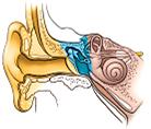 How We Hear: Ear Anatomy Outer Ear (gold color) = pinna, auditory canal, & eardrum Middle Ear (blue color) = hammer, anvil, & stirrup