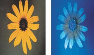 How We See: Electromagnetic Spectrum The flower on the left is