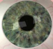 Human eye gaze Optical center Fovea Blind Spot Cornell
