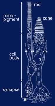 cells ( rods & cones ) 64